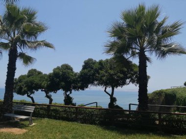 Miraflores Peru 'da arkasında Pasifik Okyanusu olan ağaçlar ve palmiye ağaçları olan bir park. 