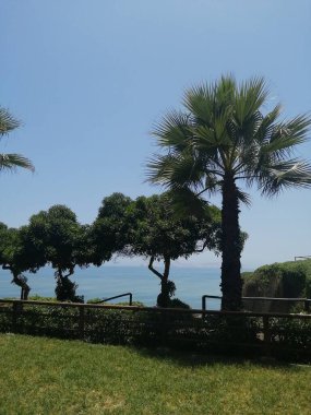 Arka planda Lima 'da Pasifik Okyanusu olan ağaçlar ve palmiye ağaçları olan bir park.