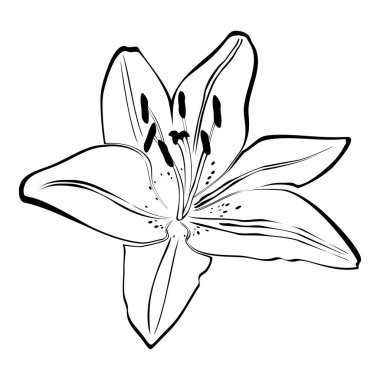 beyaz arkaplanda siyah zambak çiçekleri