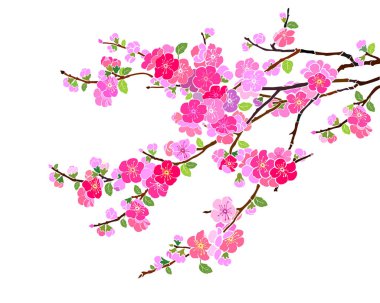Sakura kiraz çiçeği ağaç vektör illüstrasyon arka planı 