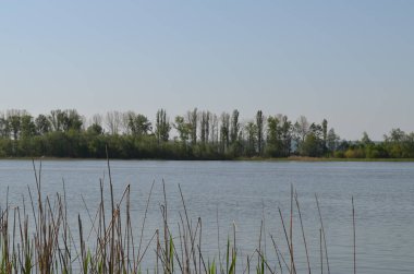 Mavna Don Nehri 'nde yüzüyor.