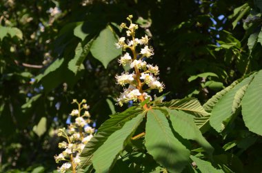 Kestaneler baharda açar..