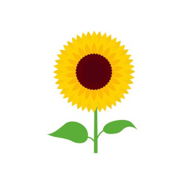 Güneş çiçeği vektör grafikleri