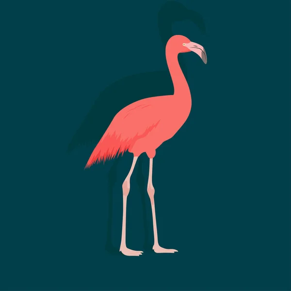 Flamingo Vektorgrafik Und Grafiken — Stockvektor