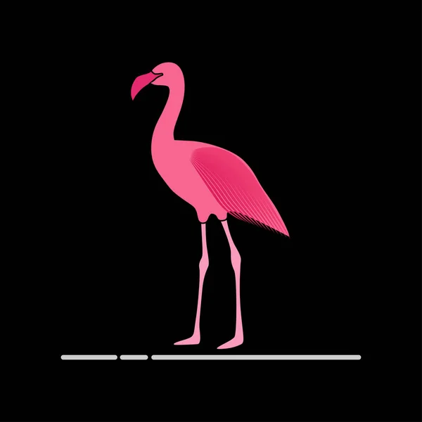 Flamingo Vektorgrafik Und Grafiken — Stockvektor