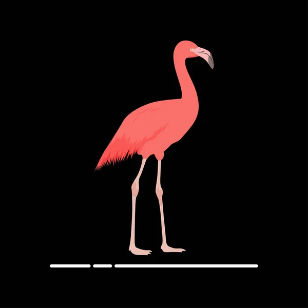 Flamingo Arte Vetorial Gráficos — Vetor de Stock