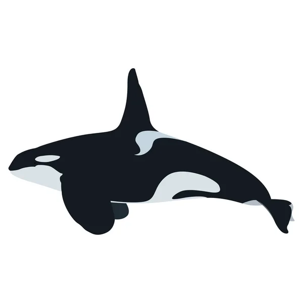 Orca鲸鱼矢量艺术和图形 — 图库矢量图片