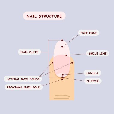 Tırnak yapısının basit açıklaması