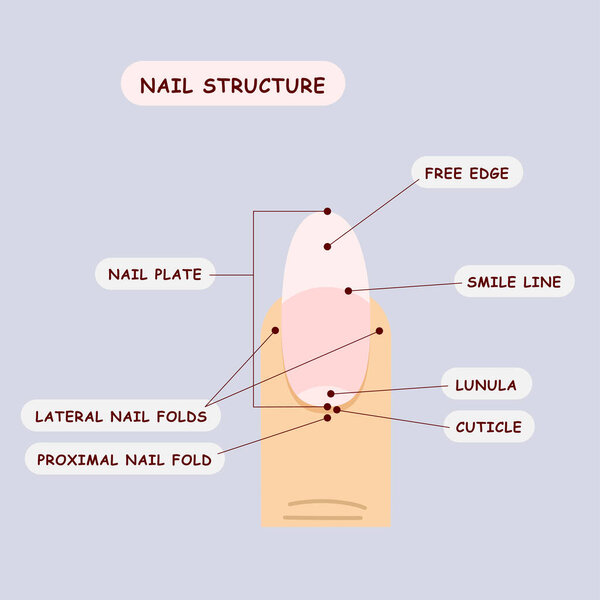 Простое объяснение структуры ногтей