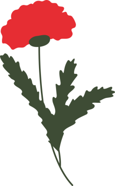 red poppy flower, flat decorative element