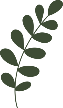 green eucalyptus leaves, decorative art branch