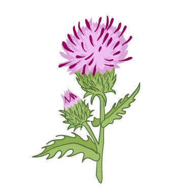 thistle çiçek ve bud vektör çizimi