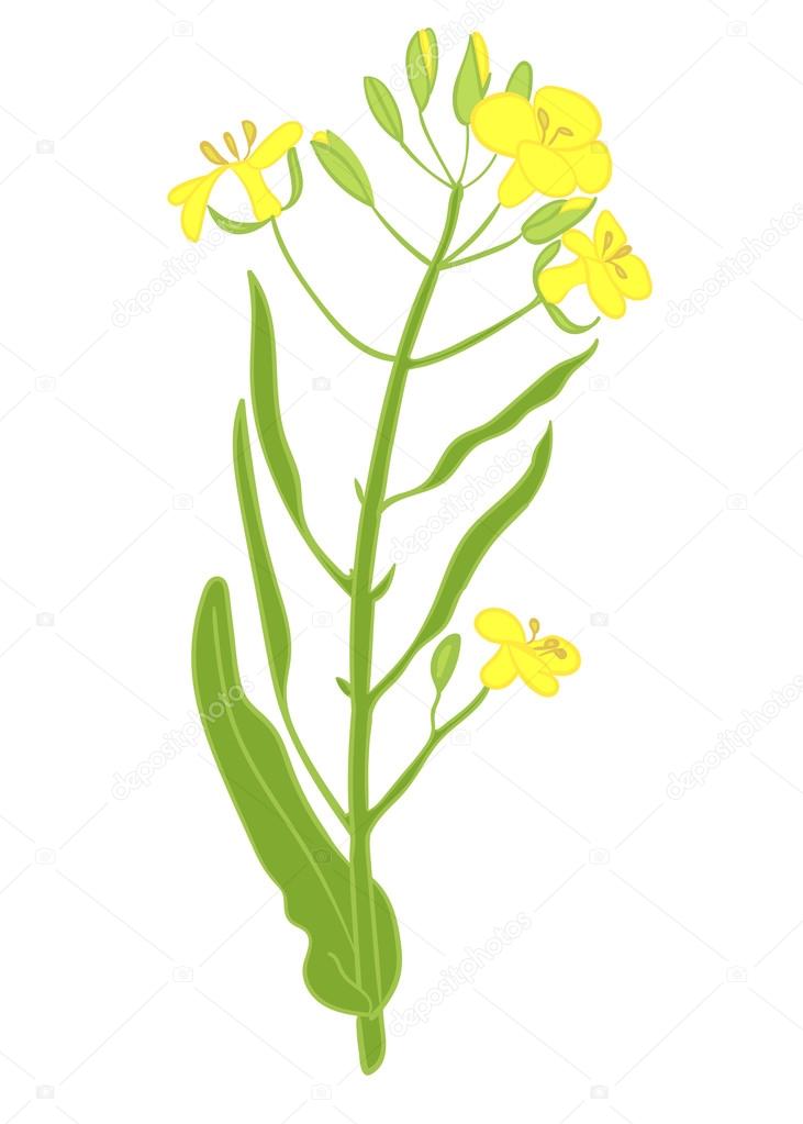 vector illustration of a rapeseed flowers