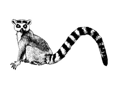 Elle çizilmiş izole lemur