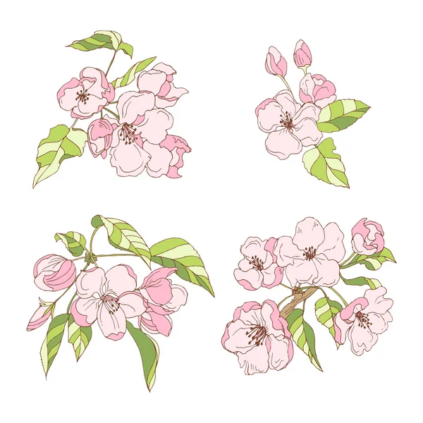 Apple blossom blommor — Stock vektor