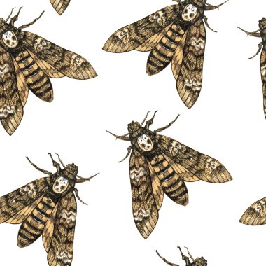 Ölüm kafası Hawk-güvesi