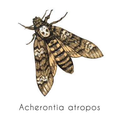 Ölüm'ün Başkanı Şahin güve