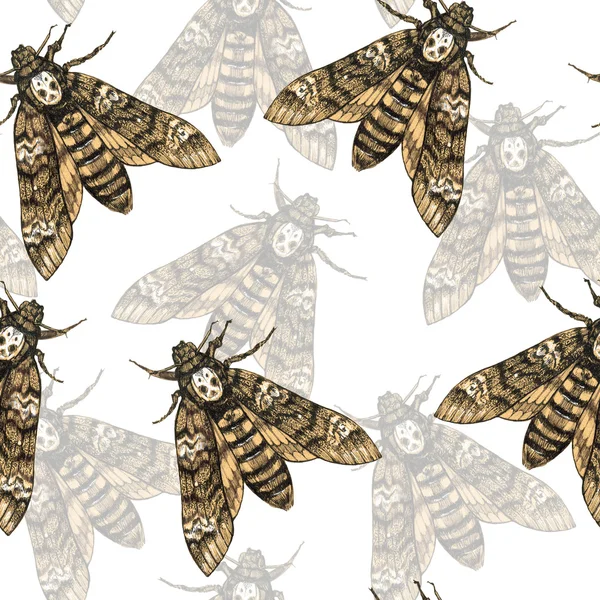 Death's-head Hawk-moth — Stock Photo, Image