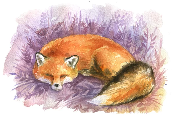 Śpiący Cute czerwony Fox — Zdjęcie stockowe
