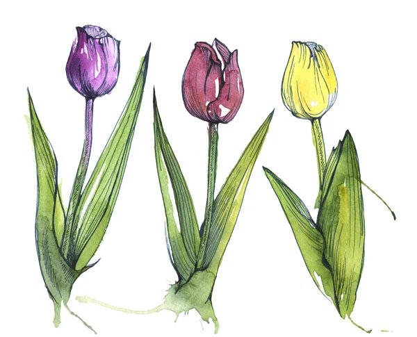 Colorful watercolor tulips — Stock Photo, Image