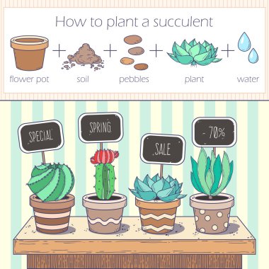 Kaktüs ve sulu satış afiş