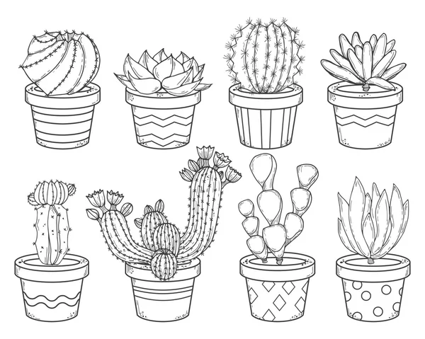 Cactus y contorno suculento — Vector de stock