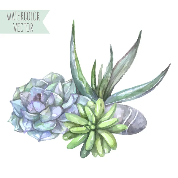 Composizione di succulente e pietra — Vettoriale Stock