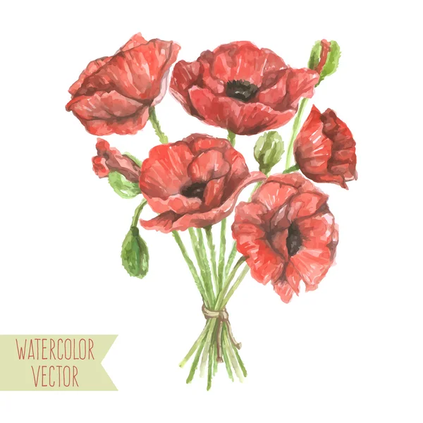 Red poppies and buds — Stock Vector