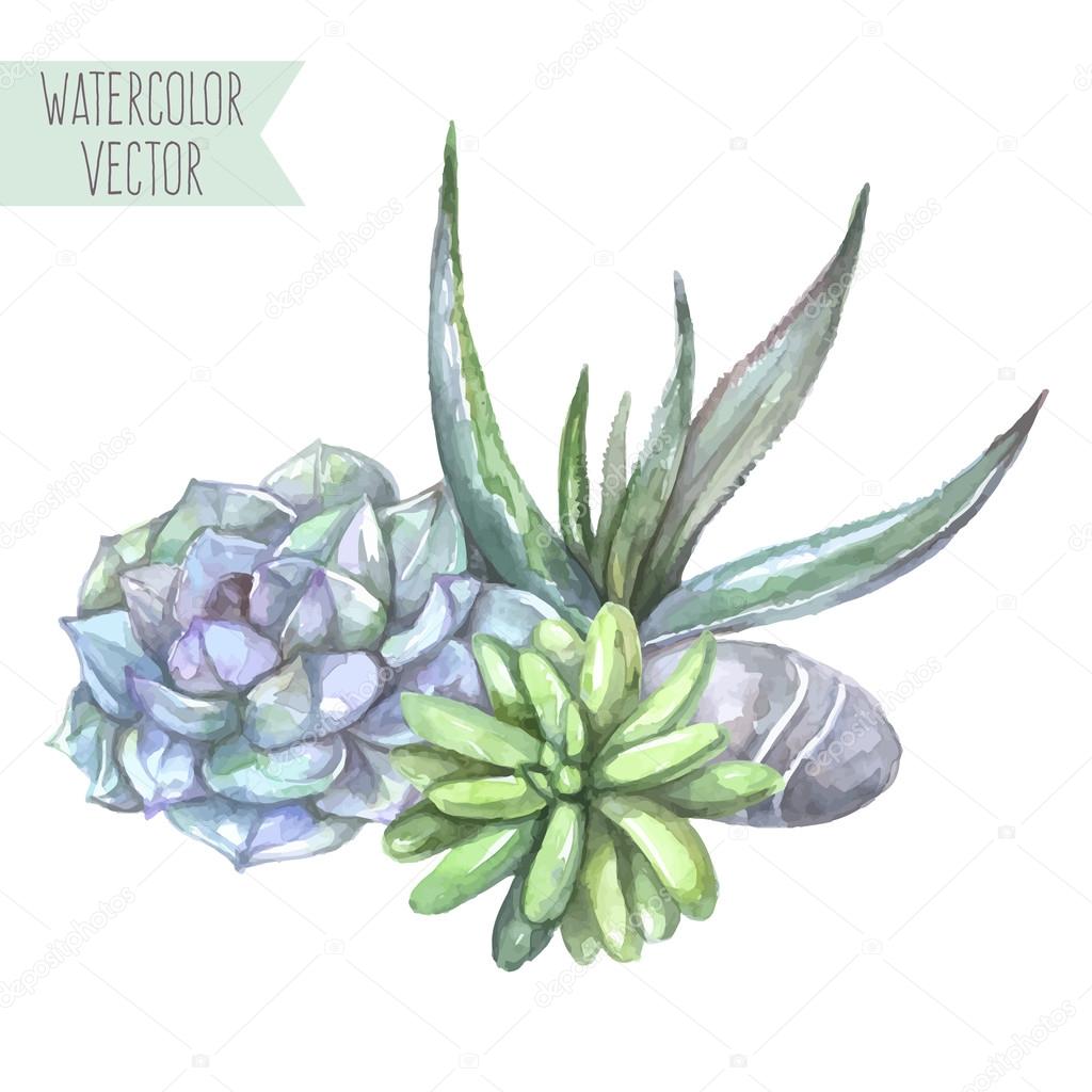 composition of succulents and stone