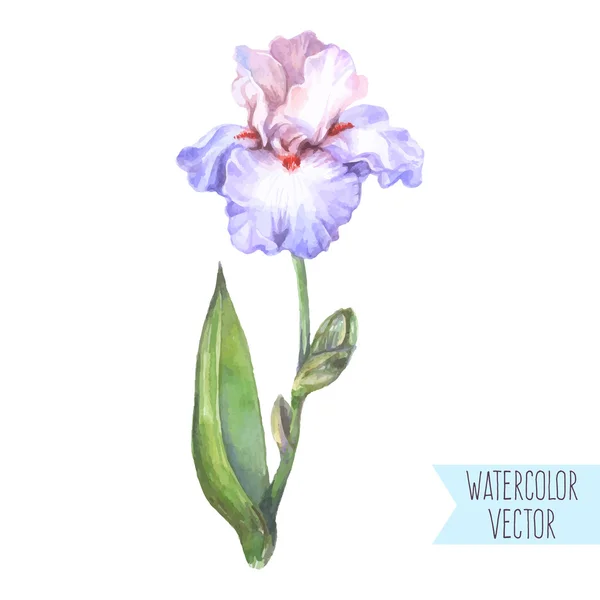 Blue iris flower — Stock Vector