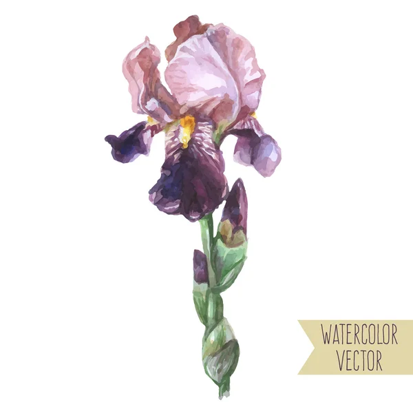 Flor da íris roxa — Vetor de Stock