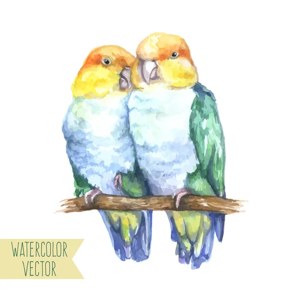 İki parlak papağan