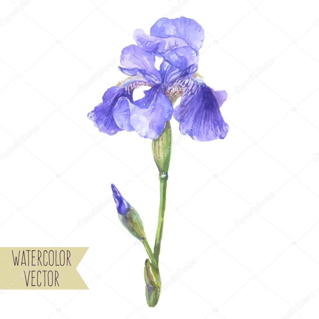 violet iris flower