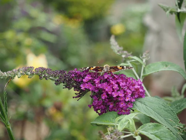 Mor Buddleia çiçeğinin üzerine yayılmış kanatları olan Boyalı Bayan Kelebek.