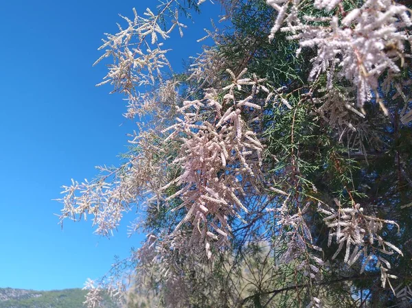 Tamarisk ağacı çiçek açmış.