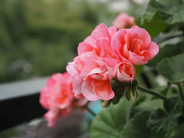 Pembe pelargonyum sardunya çiçeğinin tam açılışı.