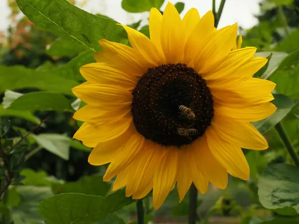 Büyük sarı ayçiçeğinin ortasında bal arıları