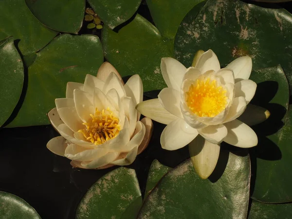 Beyaz ve sarı nilüferler yazın bir gölde çiçek açar.