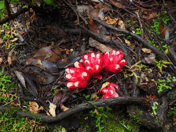 Cytinus ruber, Yunan dağ yolunda bulunan renkli bir parazit çiçek.