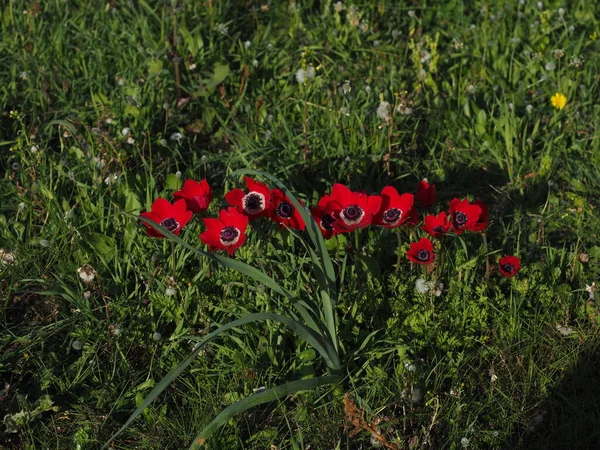 Baharın başlarında açan kırmızı şakayıklar.