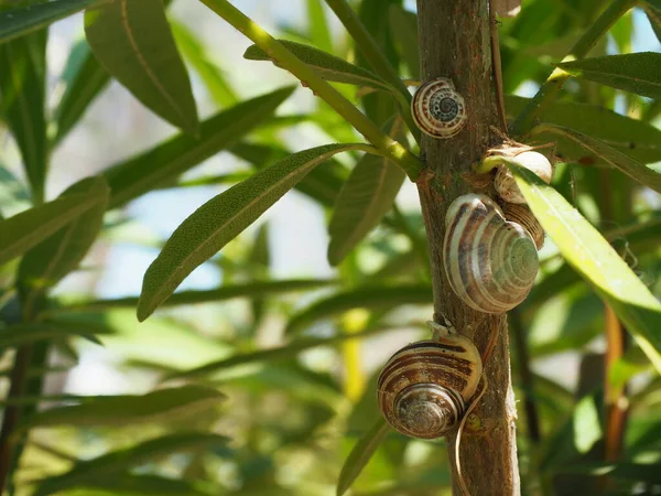 Bir grup çikolata bandı salyangoz bir Yunan adasında zakkum çalısı üzerinde