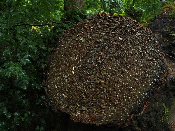 Şanslı dilek ağacı kütüğü, İskoçya Dunkeld yakınlarındaki Hermitage 'da orman yürüyüşüne bozuk paralarla dikilmiş bir doğa rezervi.