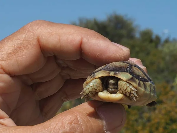 Front view of tiny Greek tortoise, Testudo graeca found on Mount Hymettus