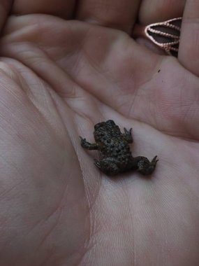 Olimpos Dağı 'ndaki bilardoda bebek kurbağa bulundu. Perspektif için elde tutulan.