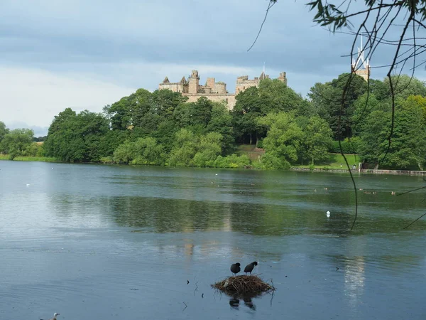 Linlithgow Sarayı 'nın arka planında, İskoç gölü üzerinde yuva inşa eden bir çift coot.