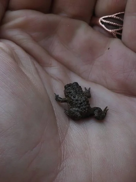 Olimpos Dağı 'ndaki bilardoda bebek kurbağa bulundu. Perspektif için elde tutulan.