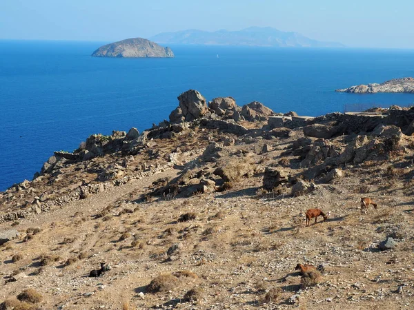 Ege Denizi 'ne bakan Serifos kıyısındaki kayalık bir burunda keçiler.