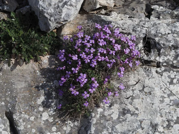 Purple rock cress (Aubrieta deltoidea) in bloom, growing on limestone Mount Hymettus, Greece in spring