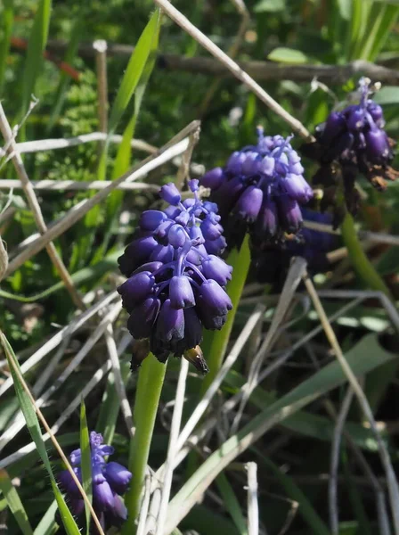 Purple rock cress (Aubrieta deltoidea) in bloom, growing on limestone Mount Hymettus, Greece in spring