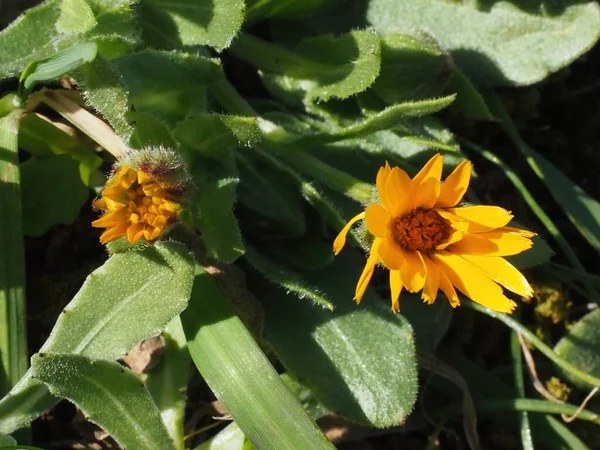 Purple rock cress (Aubrieta deltoidea) in bloom, growing on limestone Mount Hymettus, Greece in spring